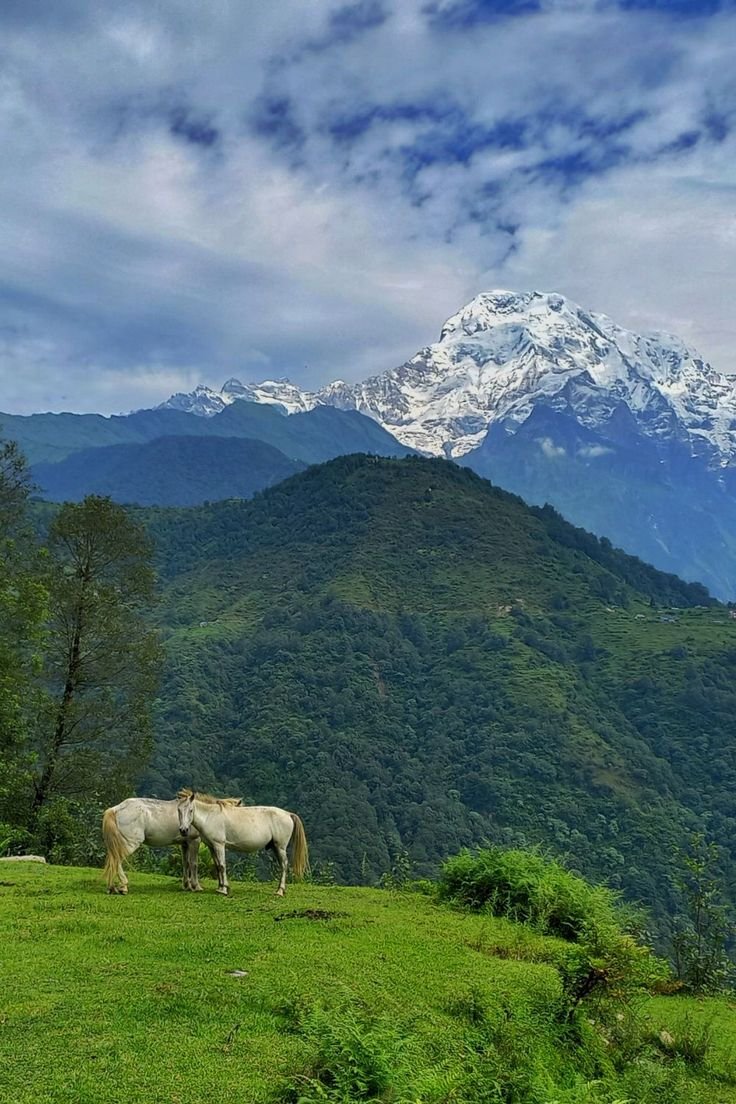 Poon Hill – Ghandruk – Dhampus Trek in Poon Hill - Nepal tour